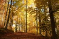 Trail among beech trees in the autumn forest in the sunshine Royalty Free Stock Photo