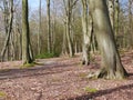 Path through Beech Woodland in Spring