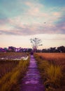 Path beetwen ricefield golden