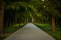 Pathway of Trees and Zen Royalty Free Stock Photo