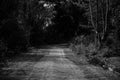 Path in the big forest