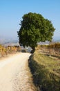 Path and big oak tree in the countryside in autumn, Italy Royalty Free Stock Photo