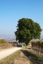 Path and big oak tree with vineyards in autumn