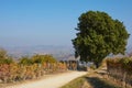 Path with big oak tree and vineyards in Piedmont, Italy