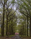 Path between big oaks leading to cherry trees in blossom Royalty Free Stock Photo