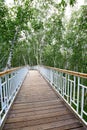 The path in the birch forest