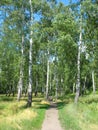 Path in a birch grove. Summer landscape. Royalty Free Stock Photo