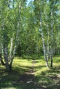 Path in a birch grove. Summer landscape. Royalty Free Stock Photo