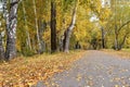 Path in birch grove with yellow leaves in cloudy autumn day Royalty Free Stock Photo