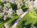 Path through blooming apple trees in orchard Royalty Free Stock Photo