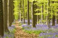 Path through a blooming bluebell forest in Belgium Royalty Free Stock Photo