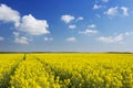 Path through blooming canola under a blue sky with clouds Royalty Free Stock Photo