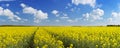 Path through blooming canola under a blue sky with clouds Royalty Free Stock Photo