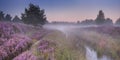 Path through blooming heather at dawn