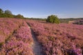 Path through blooming heather in The Netherlands Royalty Free Stock Photo