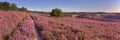 Path through blooming heather at Posbank, The Netherlands Royalty Free Stock Photo