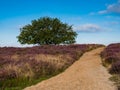 Path through blooming heather at sunrise, Royalty Free Stock Photo