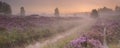 Path through blooming heather at sunrise Royalty Free Stock Photo