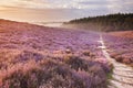 Path through blooming heather at sunrise in The Netherlands