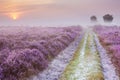 Path through blooming heather at sunrise, The Netherlands