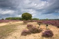 A path through blooming heather in the Veluwezoom. Royalty Free Stock Photo