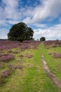 A path through blooming heather in the Veluwezoom.