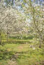 a path in a blooming spring garden. Royalty Free Stock Photo