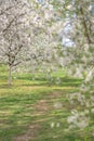 a path in a blooming spring garden. Royalty Free Stock Photo