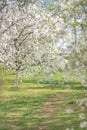 a path in a blooming spring garden. Royalty Free Stock Photo