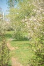 a path in a blooming spring garden.. Royalty Free Stock Photo