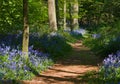 Path through bluebell woods