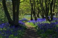Path through Bluebell woods Royalty Free Stock Photo