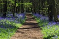 Path through Bluebell woods Royalty Free Stock Photo