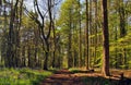 Path through Bluebell woods