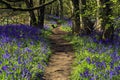 Path through Bluebell woods Royalty Free Stock Photo