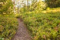 a path among blueberry plants inside a typical forest of the Italian Alps