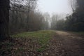 Path bordered by plants in park on a foggy day