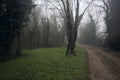 Path bordered by plants in park on a foggy day