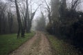 Path bordered by plants in park on a foggy day