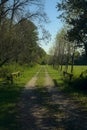 Path bordered by trees in the countryside on a clear day in late summer Royalty Free Stock Photo