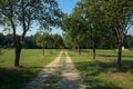 Path bordered by trees in the countryside on a clear day in late summer Royalty Free Stock Photo