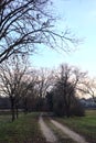 Path bordered by two rows of trees in a park at sunset Royalty Free Stock Photo