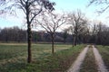 Path bordered by two rows of trees in a park at sunset Royalty Free Stock Photo