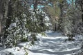 Path and branches of trees snow covered in Etna Park