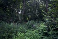 Path and bridge over a dry brook in a forest on a sunny day in the italian countryside Royalty Free Stock Photo