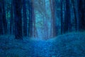Path brightly illuminated at night in a mysterious forest Royalty Free Stock Photo