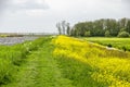 Path btween rapeseed and canal