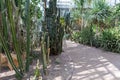 Path through a cactus garden in daylight with greenery on both sides Royalty Free Stock Photo