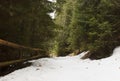 Path in Carpathian mountains forest Royalty Free Stock Photo