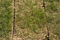 Path of carved natural lawn